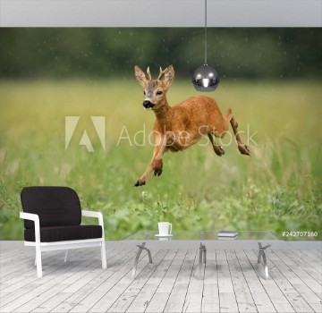 Picture of Young roe deer capreolus capreolus buck running fast in the summer rain Dynamic image of wild animal jumping in the air between water drops Wildlife scenery from nature in summer